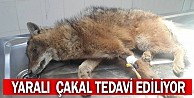 Yaralı  Çakal Tedavi Ediliyor