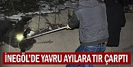 İnegöl'de yavru ayılara TIR çarptı