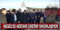 İnegöl’de kestane üretimi yaygınlaşıyor