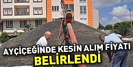 Ayçiçeğinde Kesin Alım Fiyatı Belirlendi