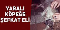 Yaralı köpeğe şefkat eli