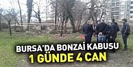 Bursa’da bonzai kabusu: 1 günde 4 can