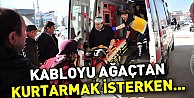 Kabloyu ağaçtan kurtarmak isterken...