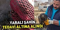 Yaralı Şahin tedavi altına alındı