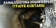 Kanalizasyona düşen köpeği itfaiye kurtardı