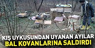 Kış Uykusundan Uyanan Ayılar Bal Kovanlarına Saldırdı