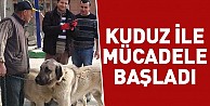 Kuduz ile mücadele başladı