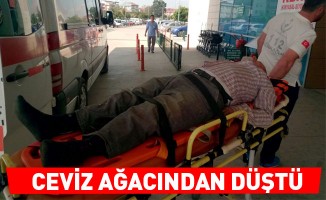 Ceviz ağacından düştü