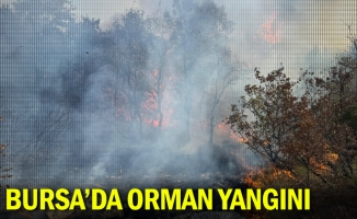 Bursa'da orman yangını