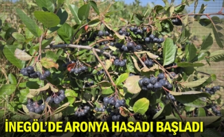 İnegöl'de aronya hasadı başladı