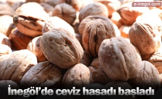 İnegöl’de ceviz hasadı başladı