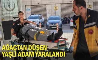 Ağaçtan düşen yaşlı adam yaralandı