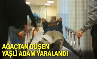 Ağaçtan düşen yaşlı adam yaralandı