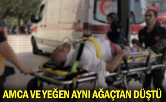 Amca ve yeğen aynı ağaçtan düştü