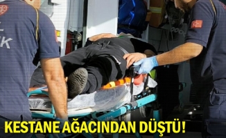 Kestane ağacından düştü