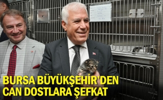 Bursa Büyükşehir’den can dostlara şefkat