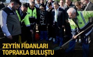 Zeytin fidanları toprakla buluştu