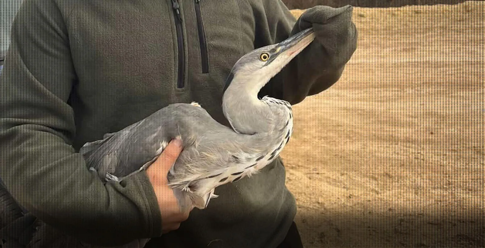 Misinaya takılan balıkçıl kuşu kurtarıldı
