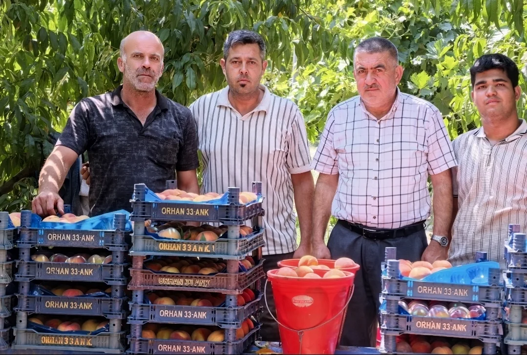 İnegöl'de şeftali hasadı başladı!